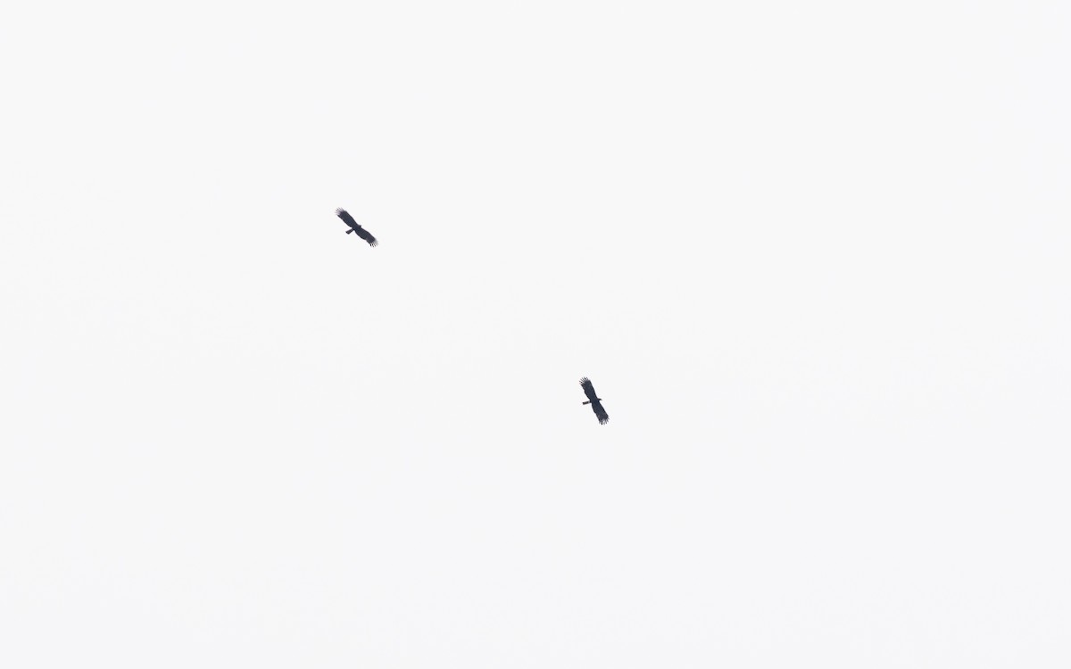 Black Eagle - ML638531677