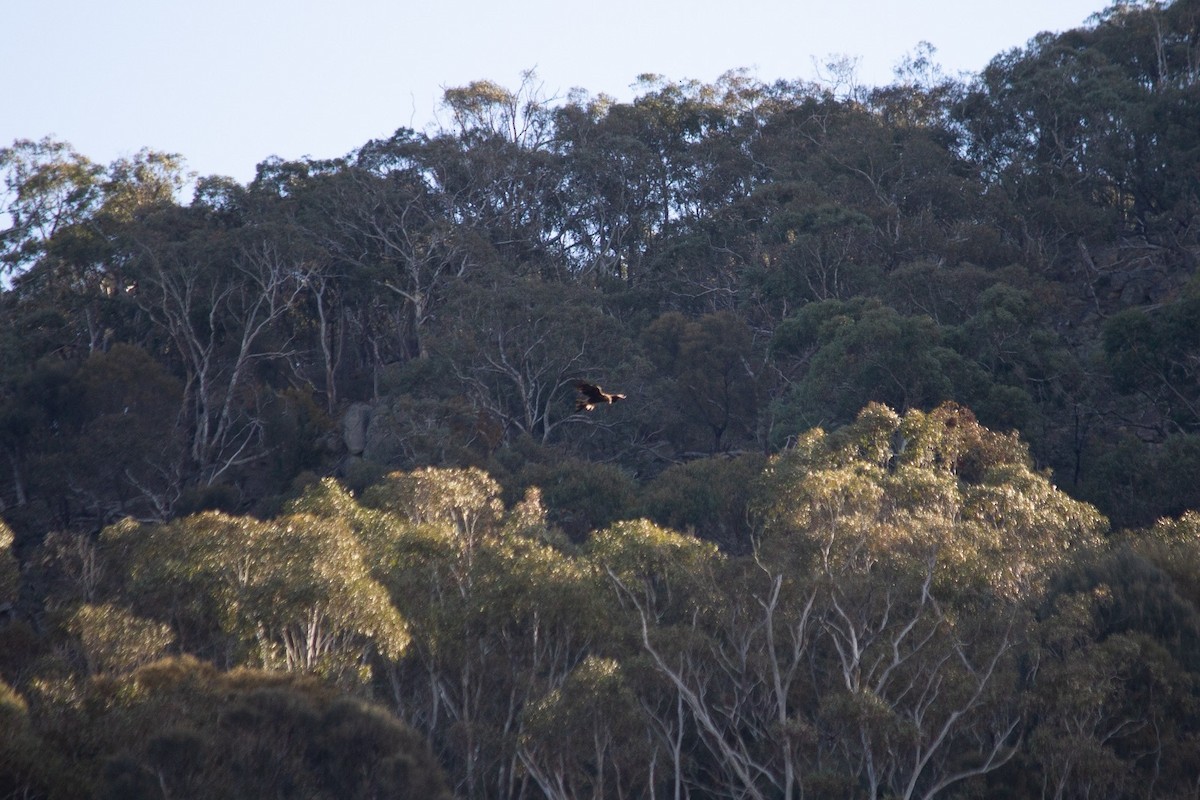 Wedge-tailed Eagle - ML638531681