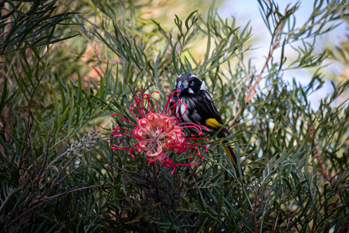 New Holland Honeyeater - ML638531693