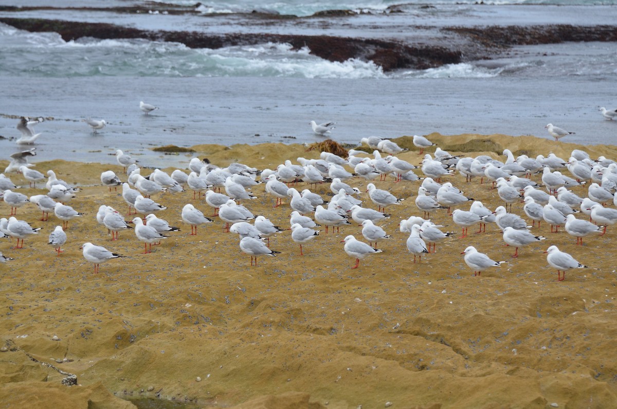 Silver Gull - ML638531703