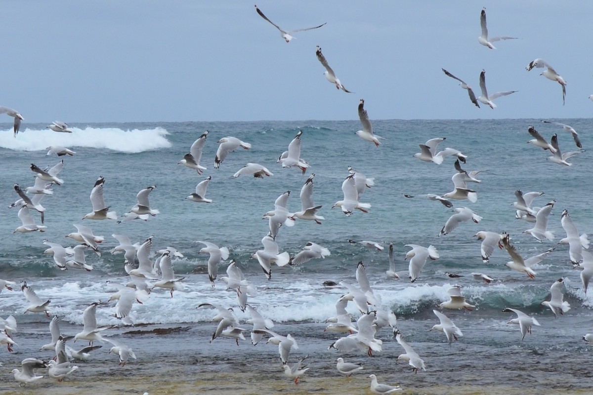 Silver Gull - ML638531706