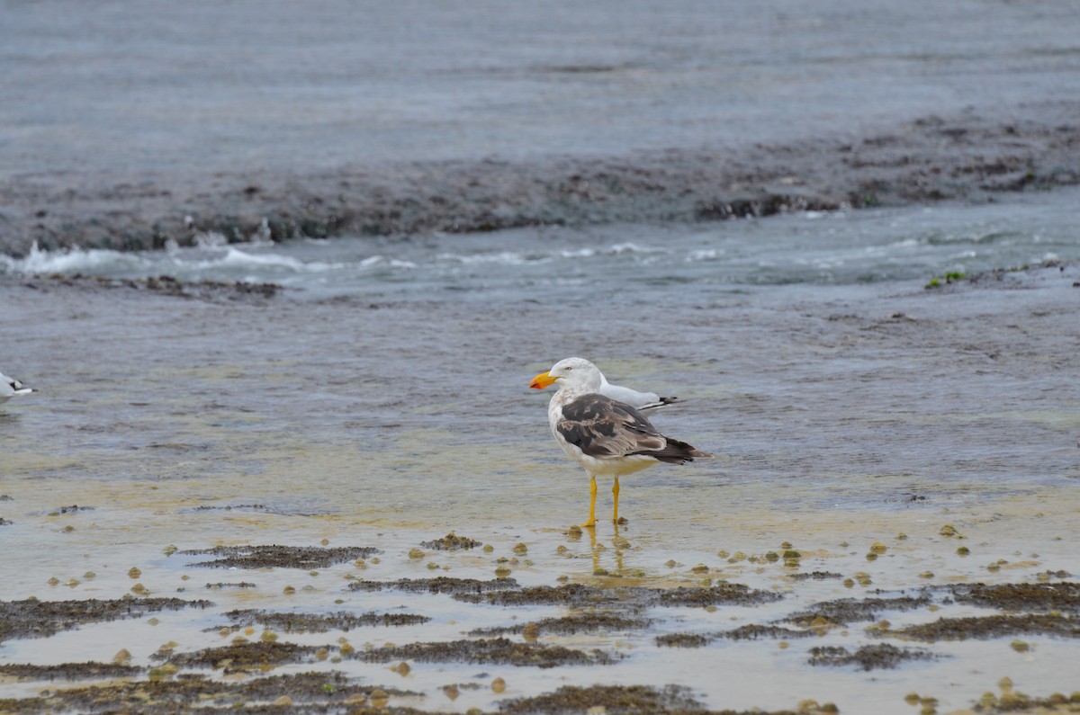 Pacific Gull - ML638531716