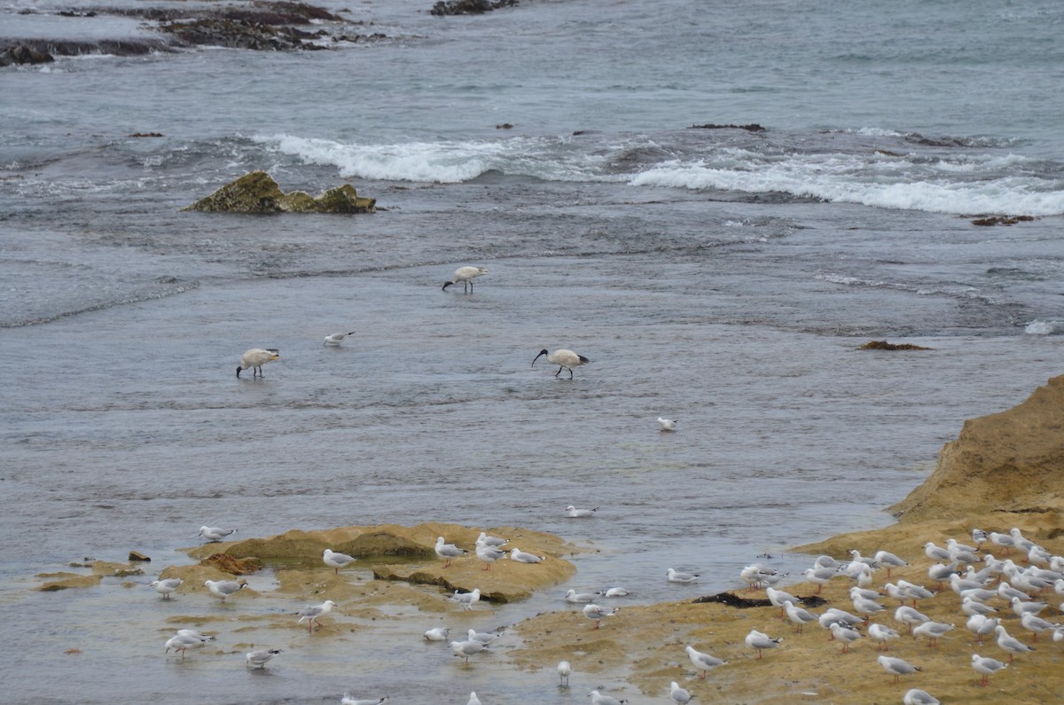 Australian Ibis - ML638531724