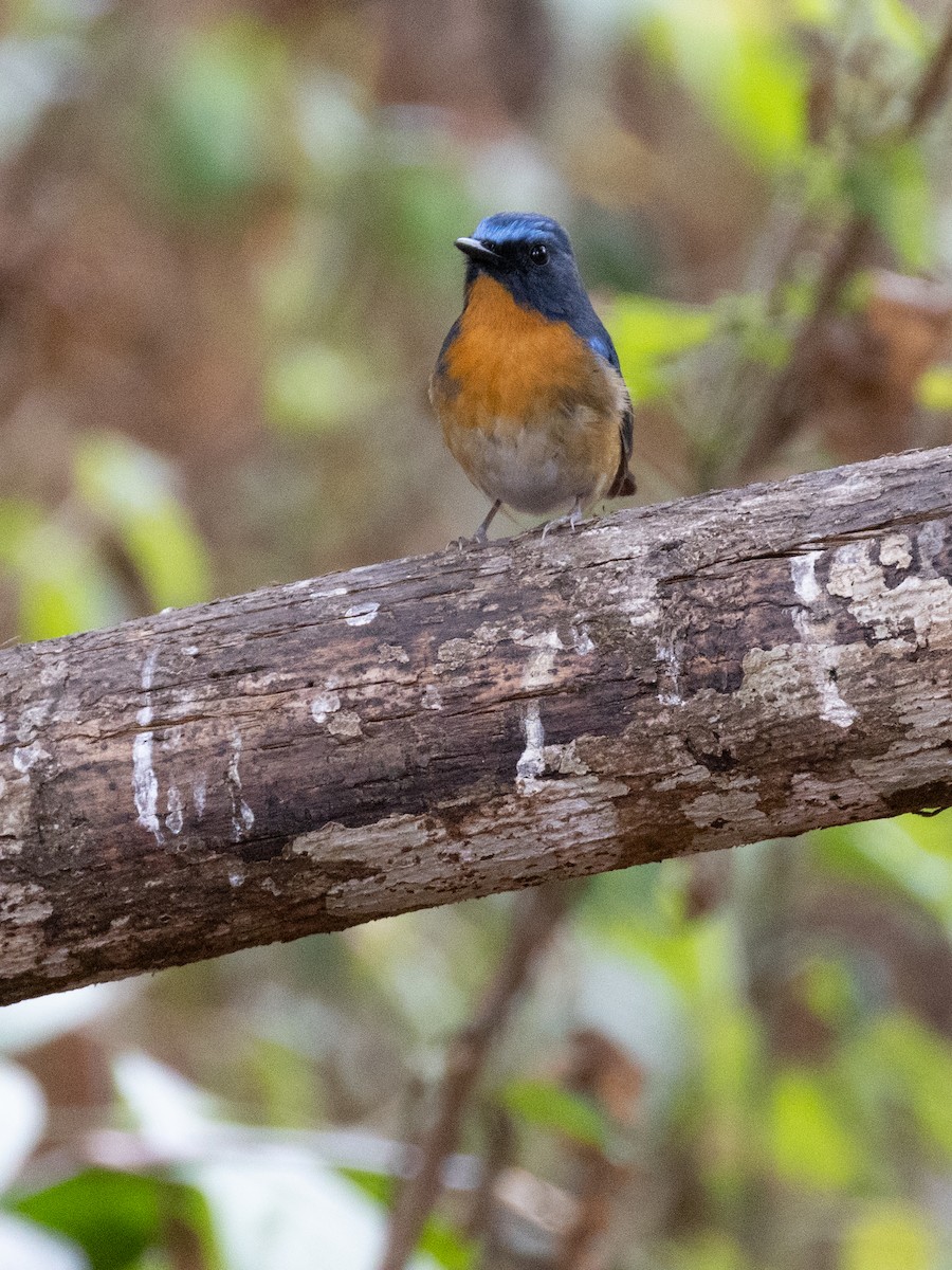 Chinese Blue Flycatcher - ML638531730