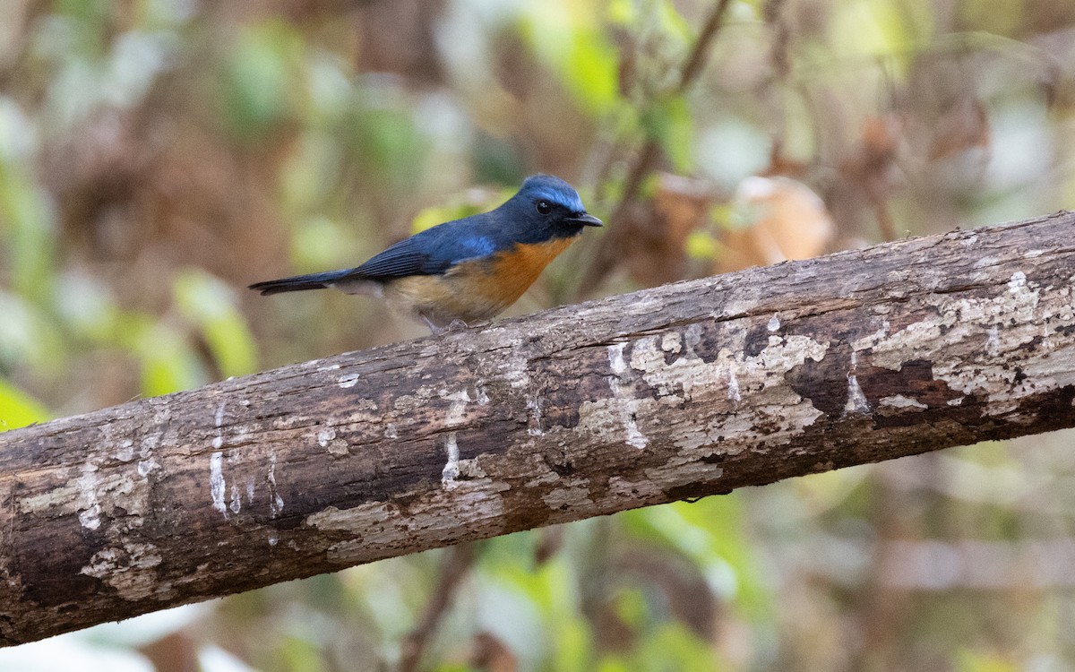 Chinese Blue Flycatcher - ML638531731