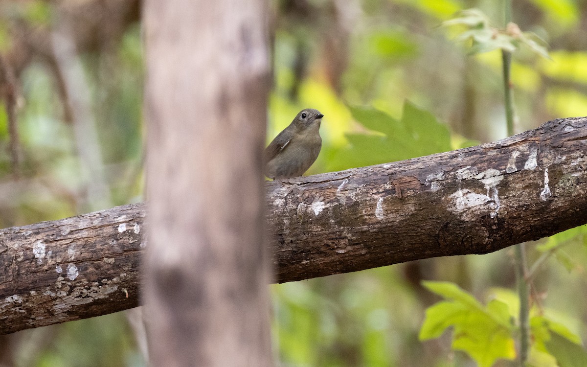 Chinese Blue Flycatcher - ML638531732