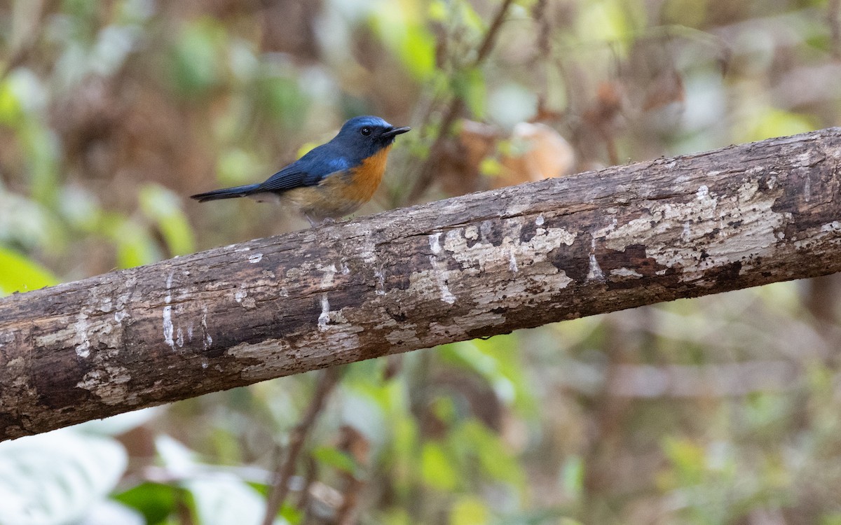 Chinese Blue Flycatcher - ML638531733