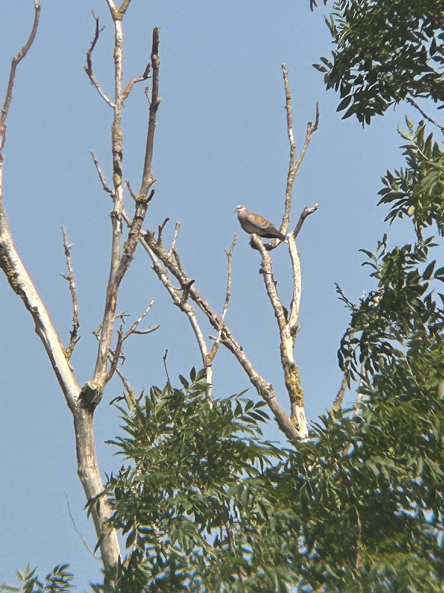 European Turtle-Dove - ML638531737