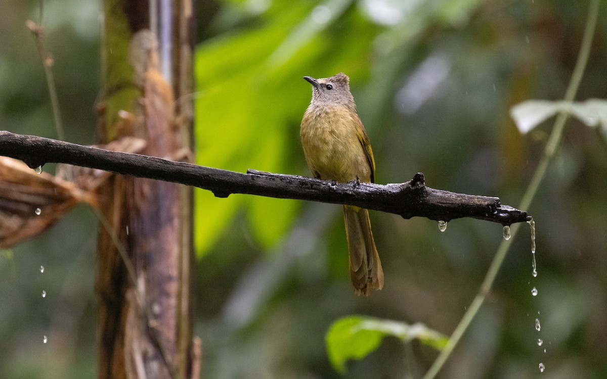 Flavescent Bulbul - ML638531739