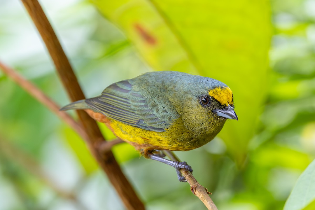 Olive-backed Euphonia - ML638531741