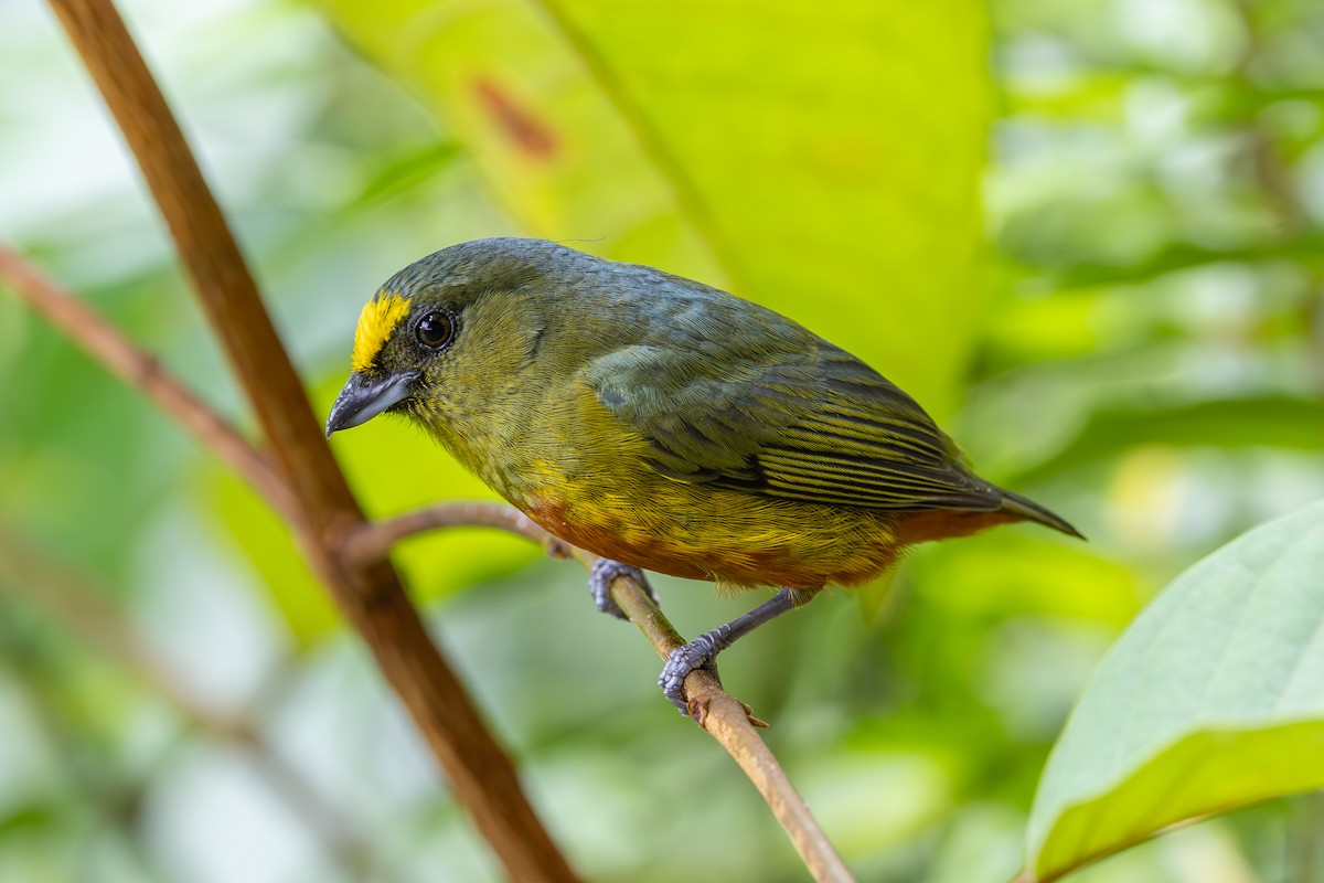 Olive-backed Euphonia - ML638531742