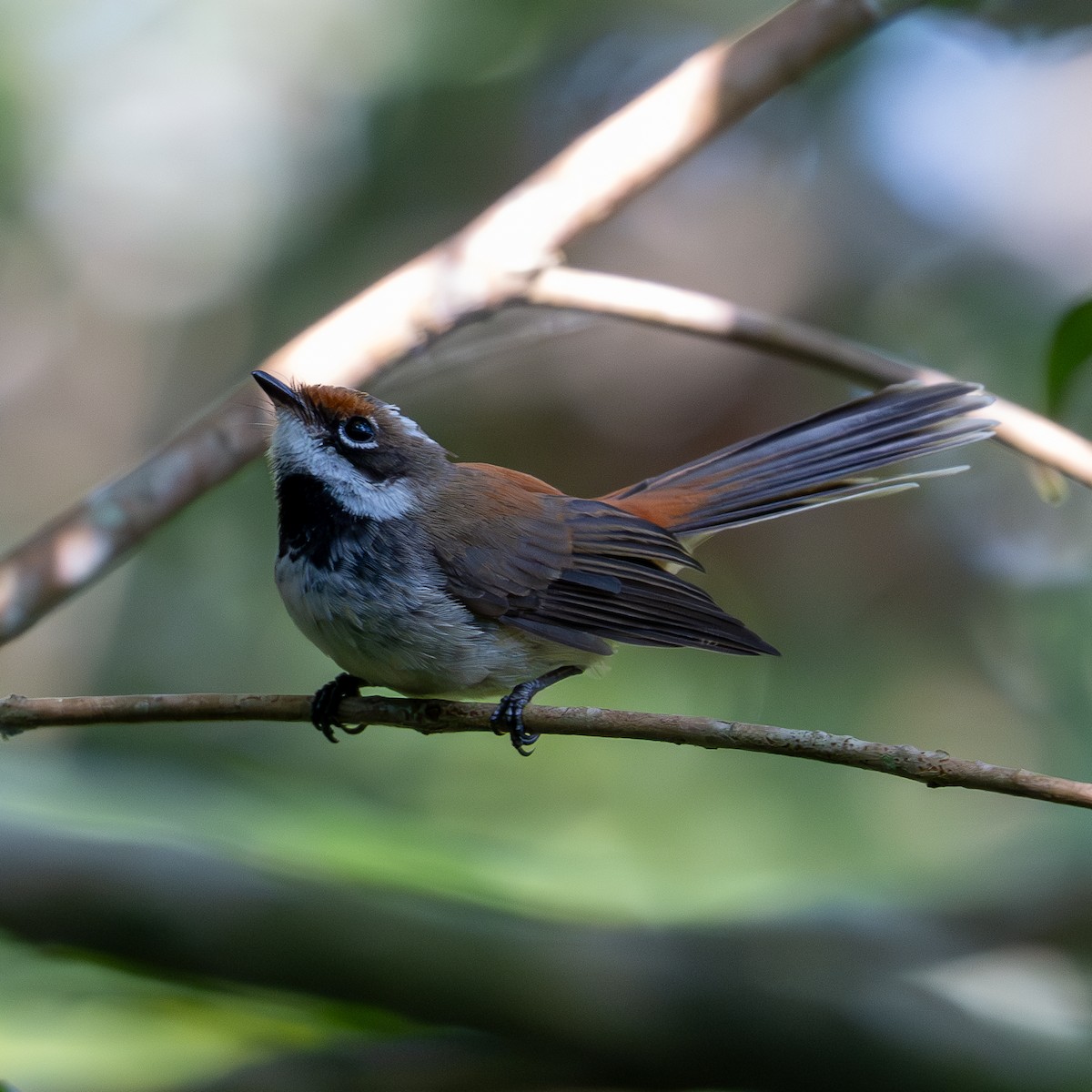 Supertramp Fantail - ML638531747