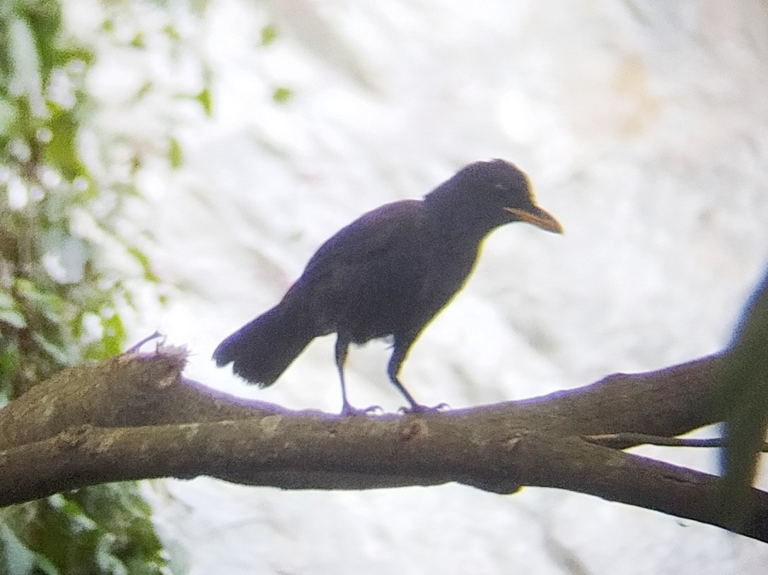 Blue Whistling-Thrush - ML638531791