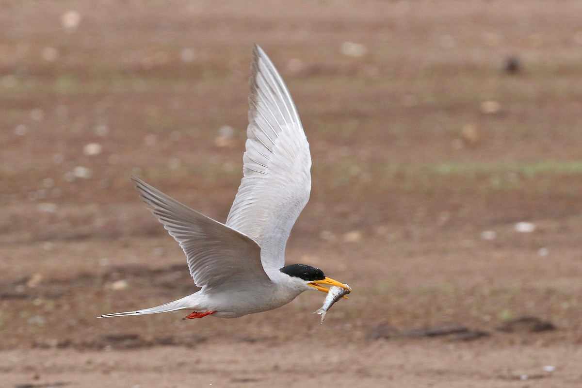River Tern - ML638531805
