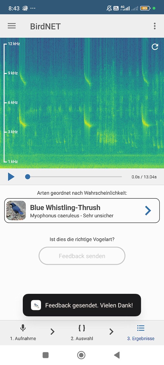 Blue Whistling-Thrush - ML638531816