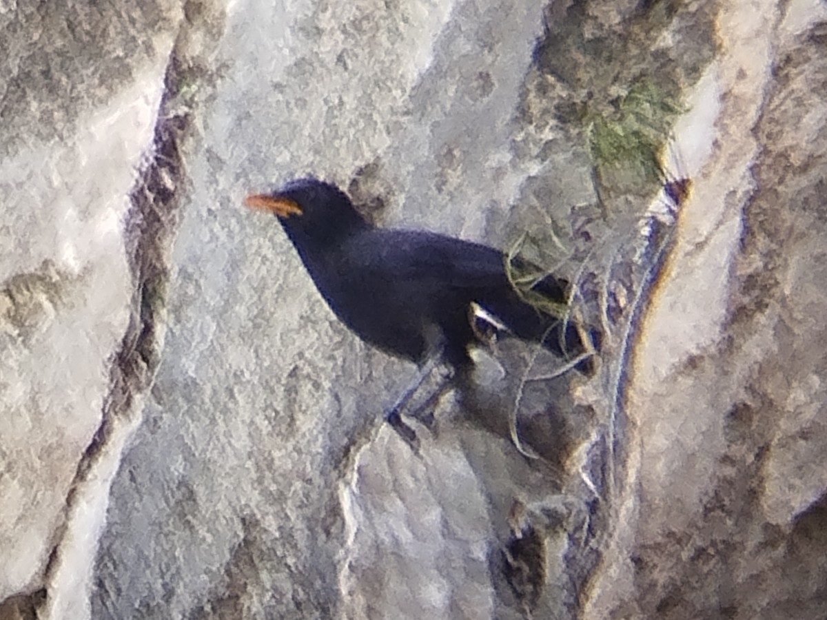 Blue Whistling-Thrush - ML638531825
