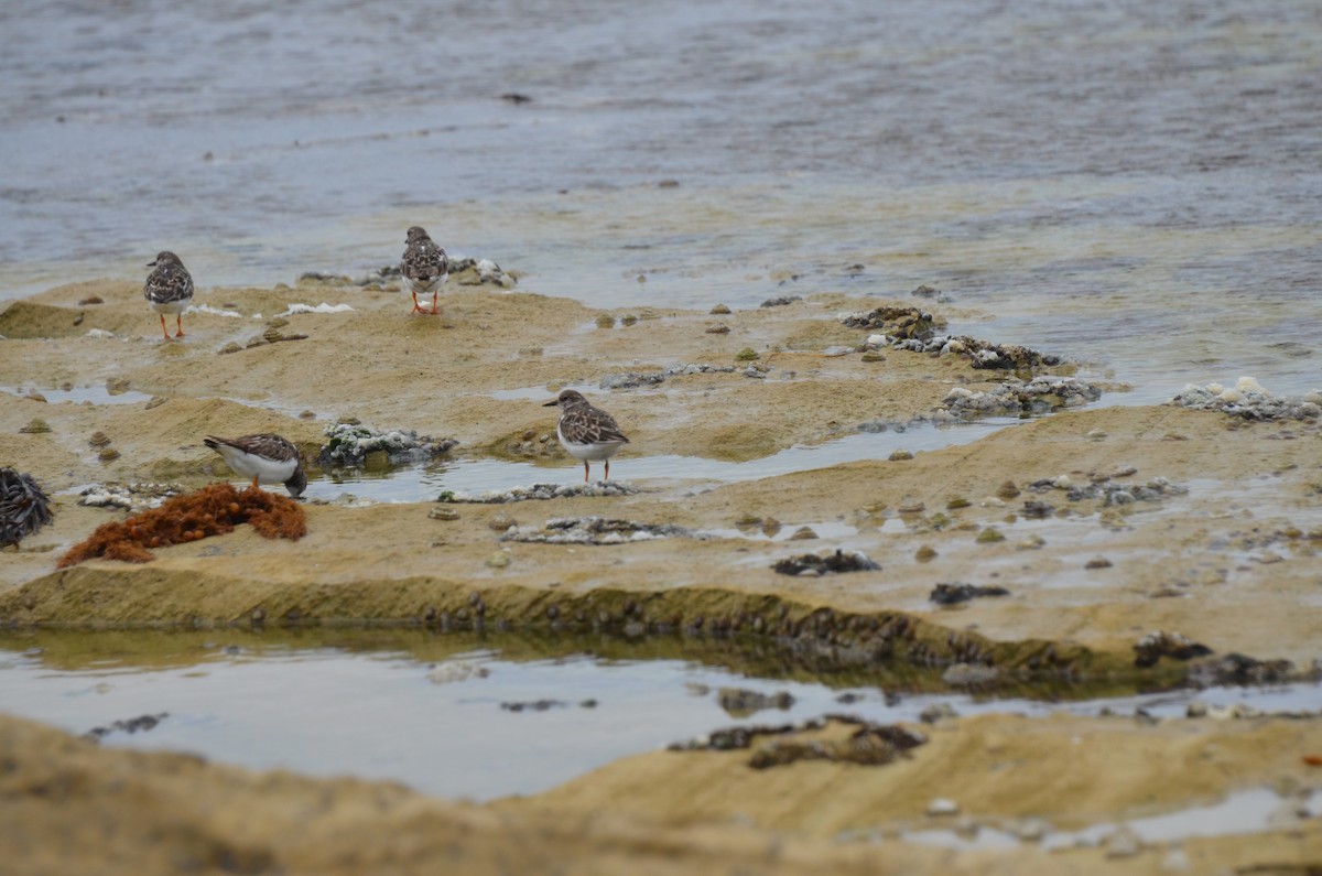 Ruddy Turnstone - ML638531830