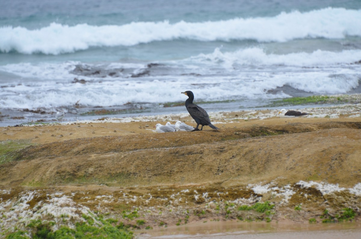 Great Cormorant - ML638531837