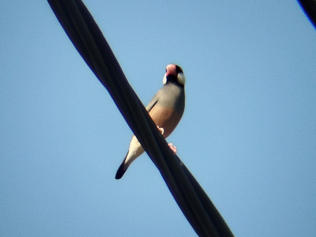 Java Sparrow - ML638531838