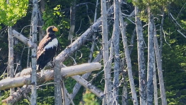 Steller's Sea-Eagle - ML638531845