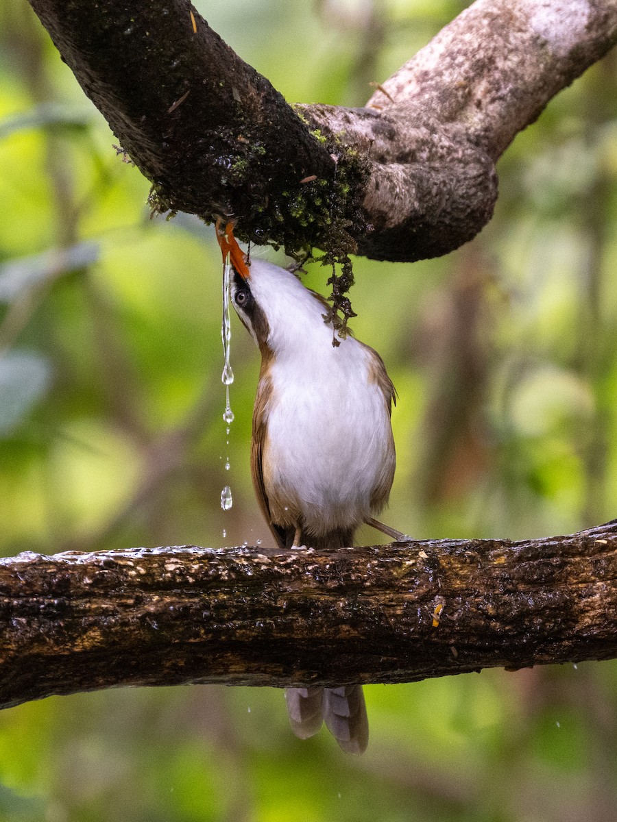 Red-billed Scimitar-Babbler - ML638531846