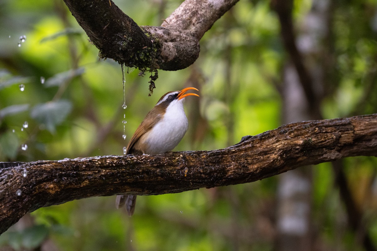 Red-billed Scimitar-Babbler - ML638531847