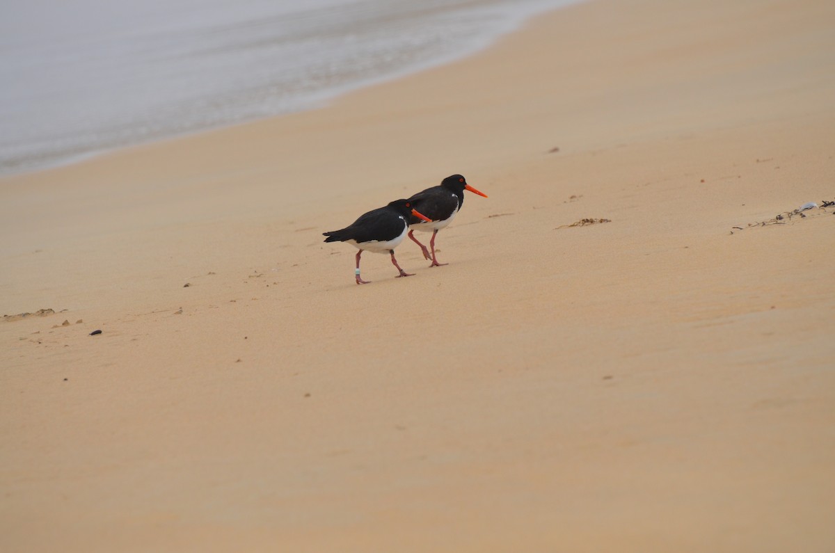 Pied Oystercatcher - ML638531849