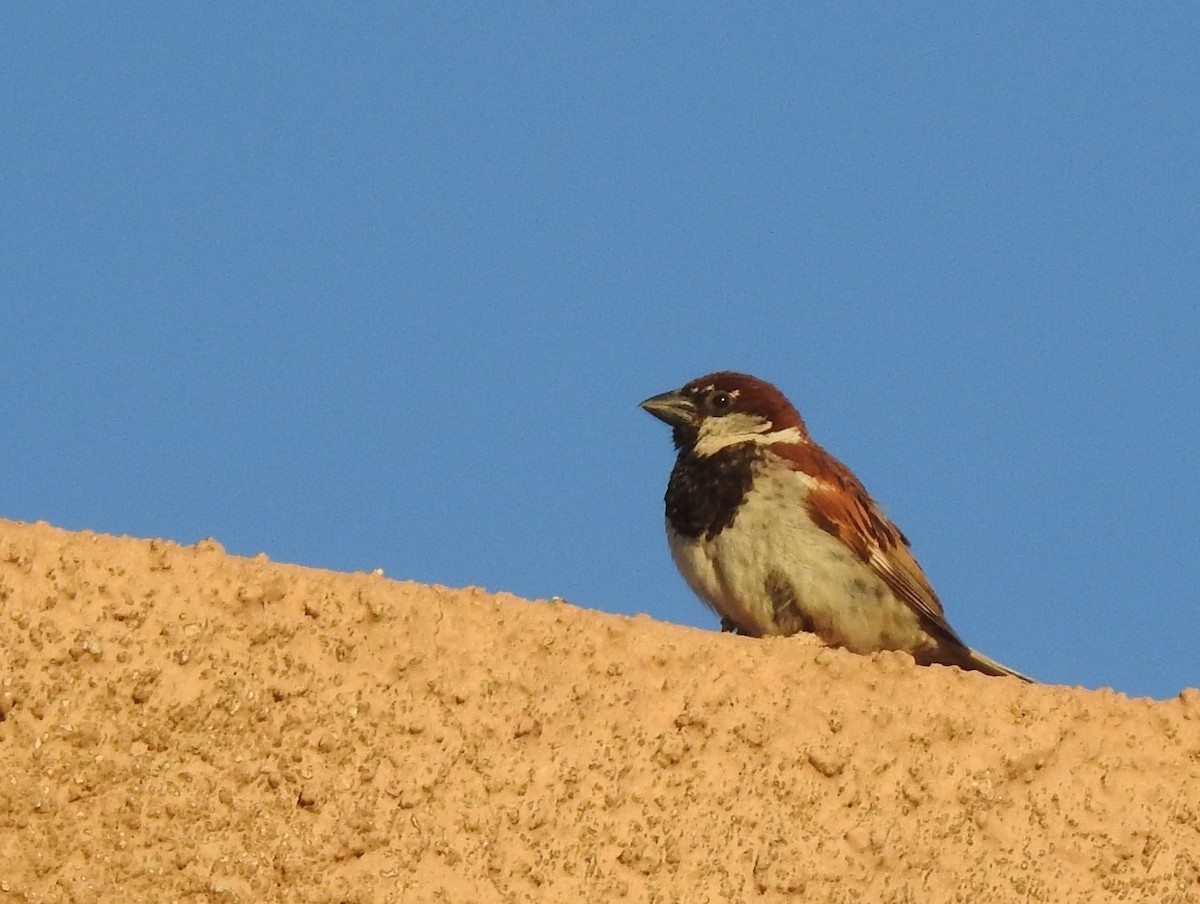 Italian Sparrow - ML638531850