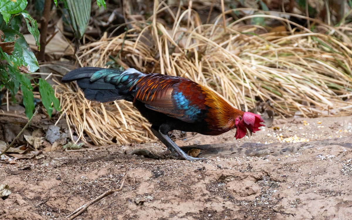 Coq bankiva - ML638531852