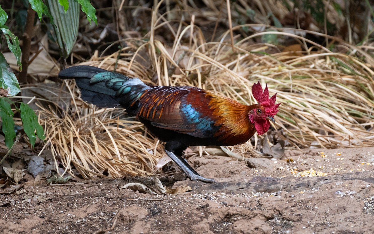 Coq bankiva - ML638531856