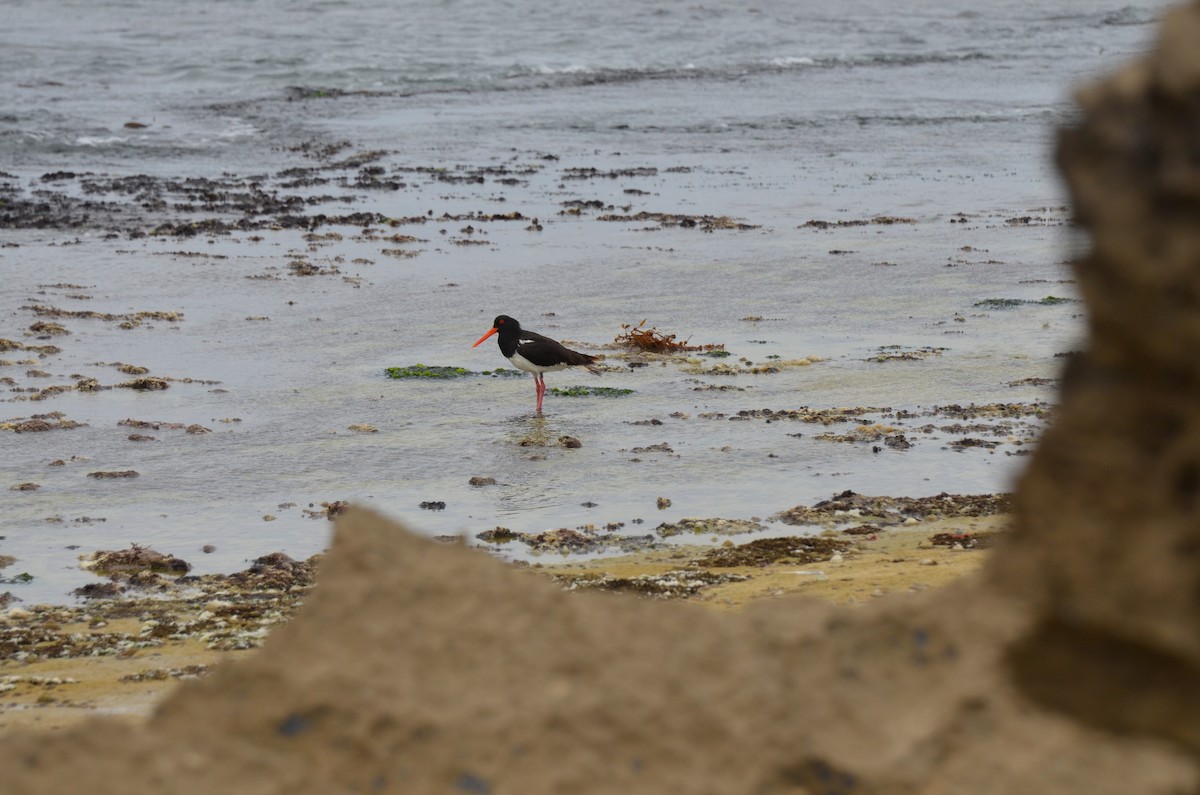 Ruddy Turnstone - ML638531857