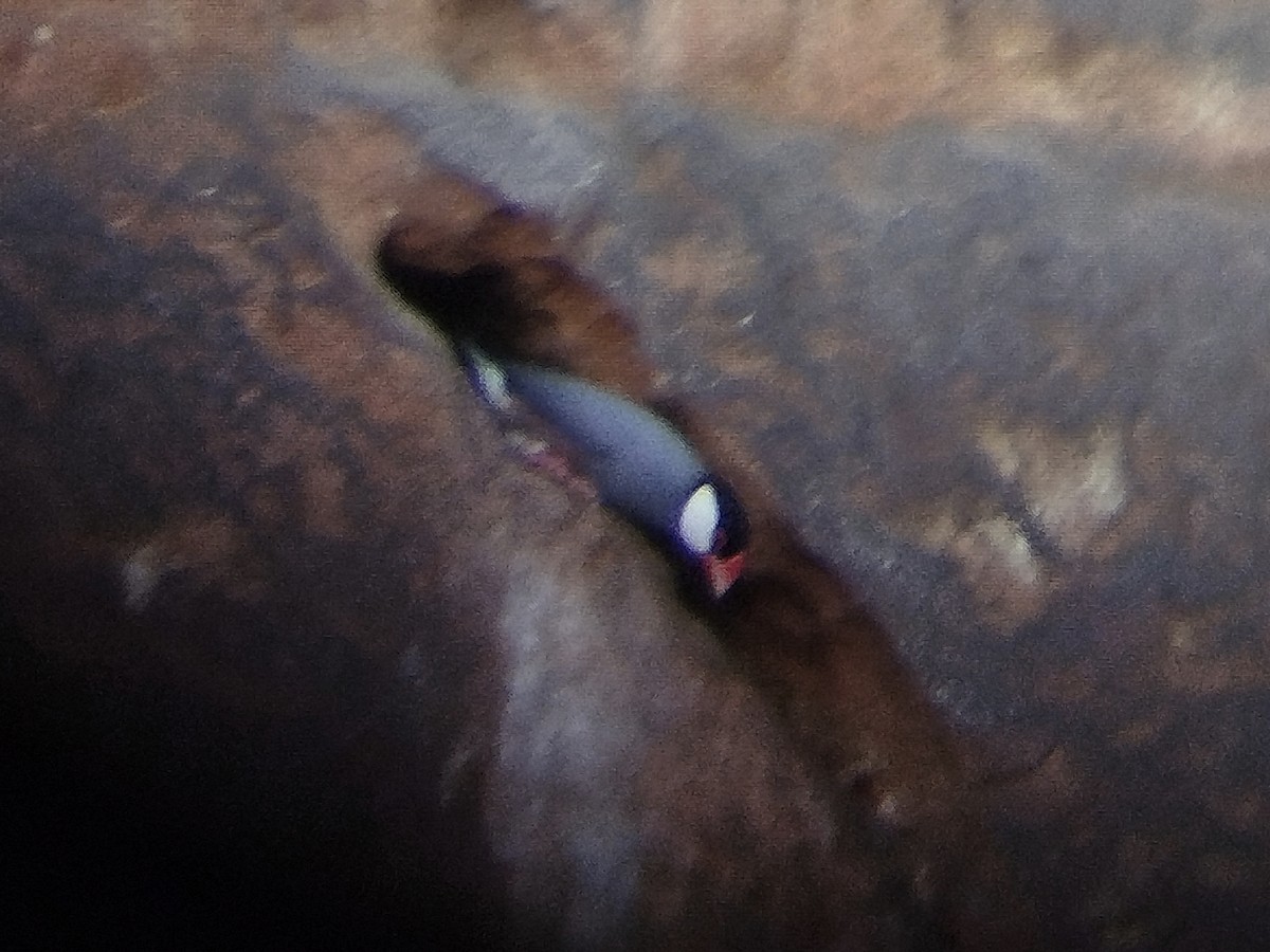 Java Sparrow - ML638531878