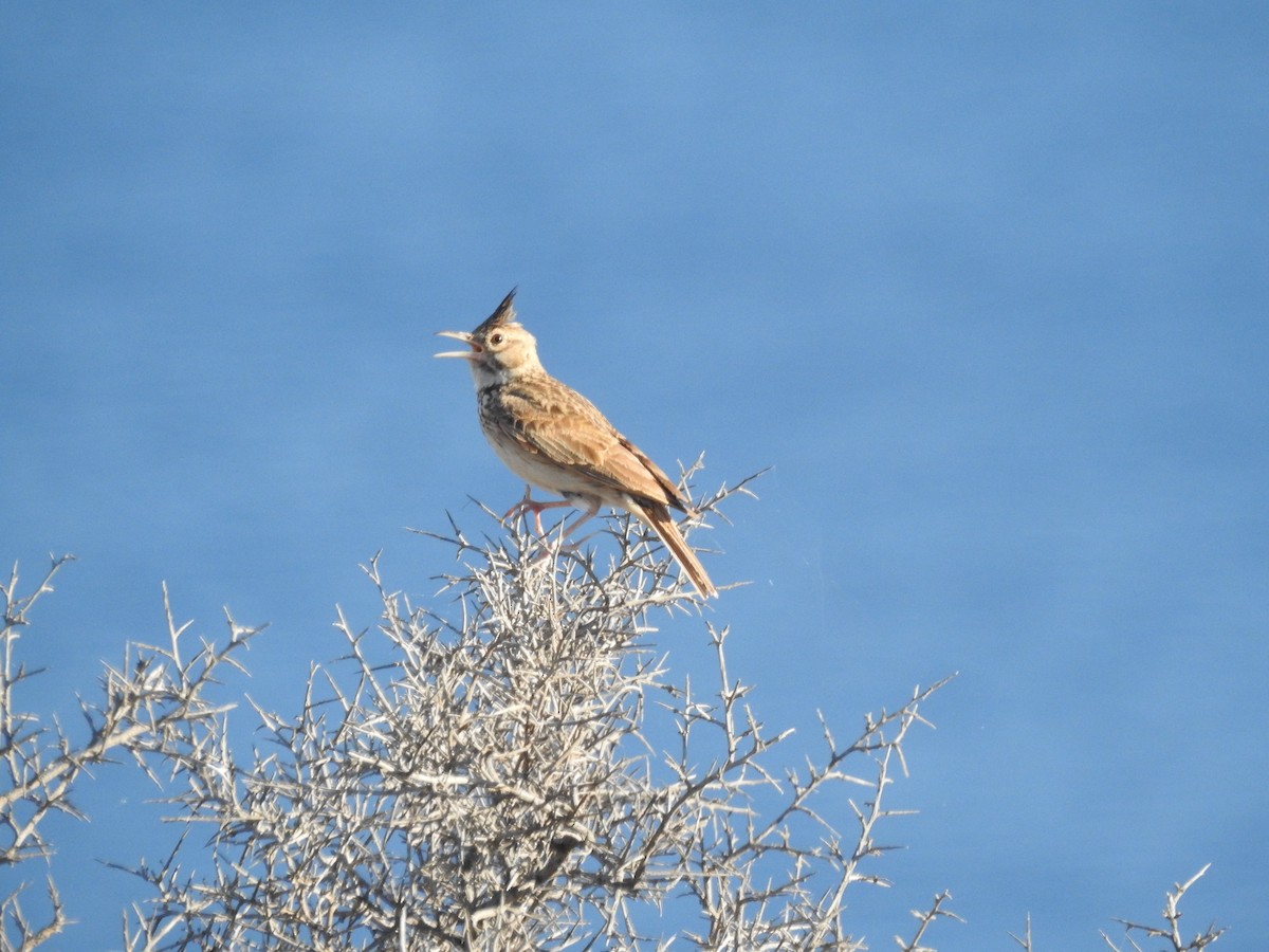 Crested Lark - ML638531879