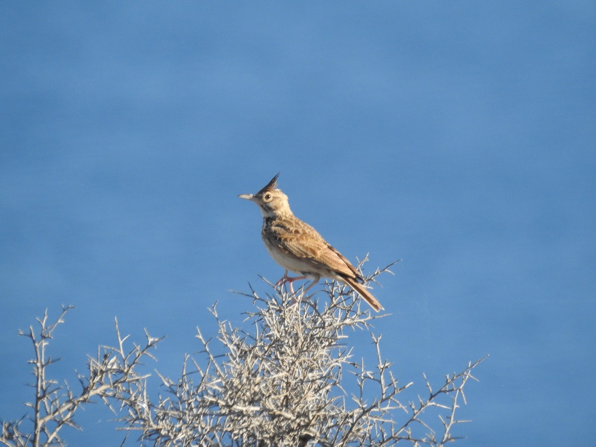 Crested Lark - ML638531880
