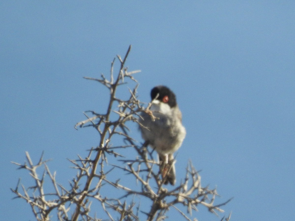 Sardinian Warbler - ML638531886