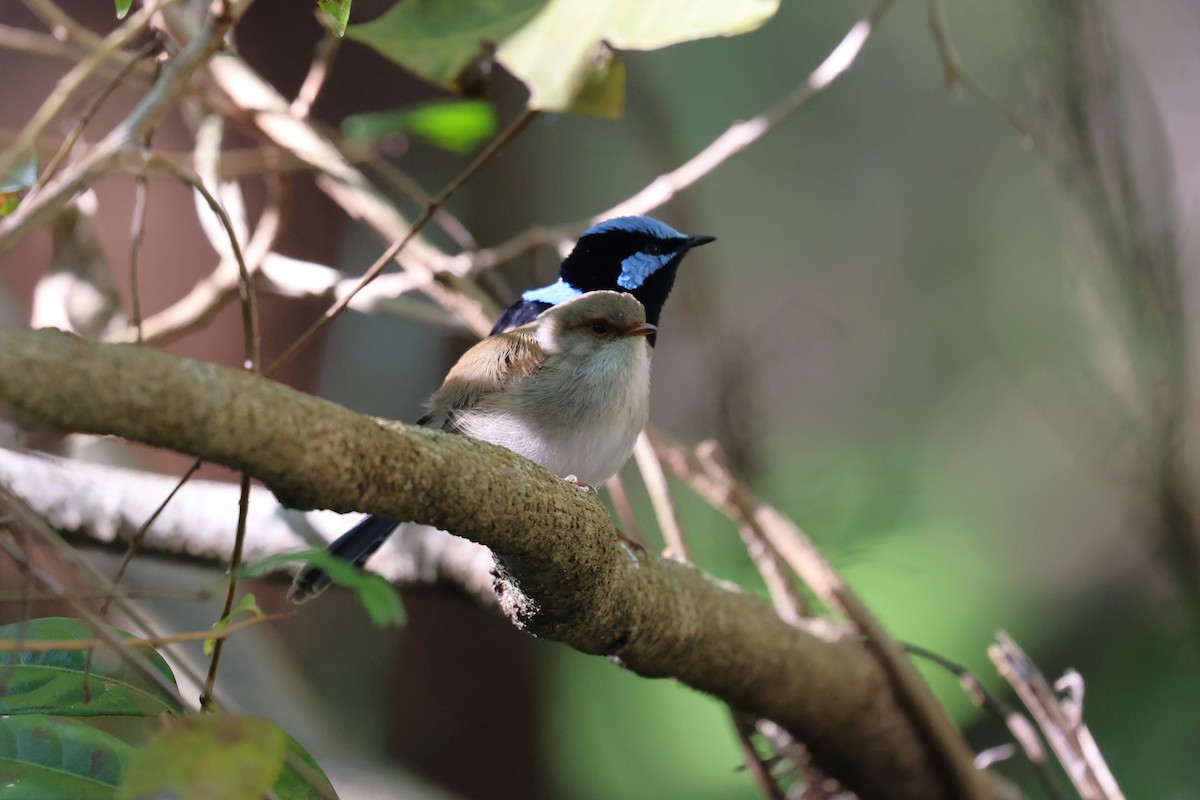 Superb Fairywren - ML638531903