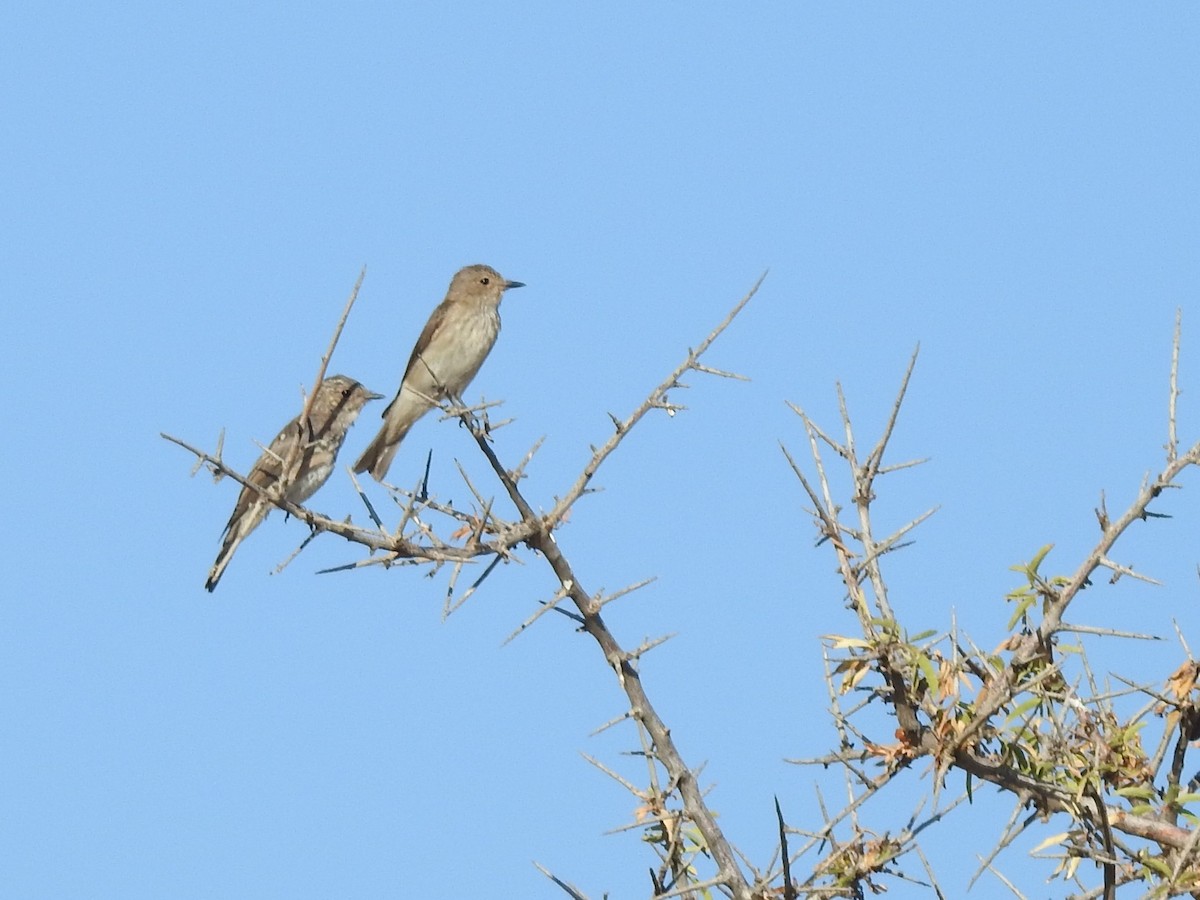 Spotted Flycatcher - ML638531907