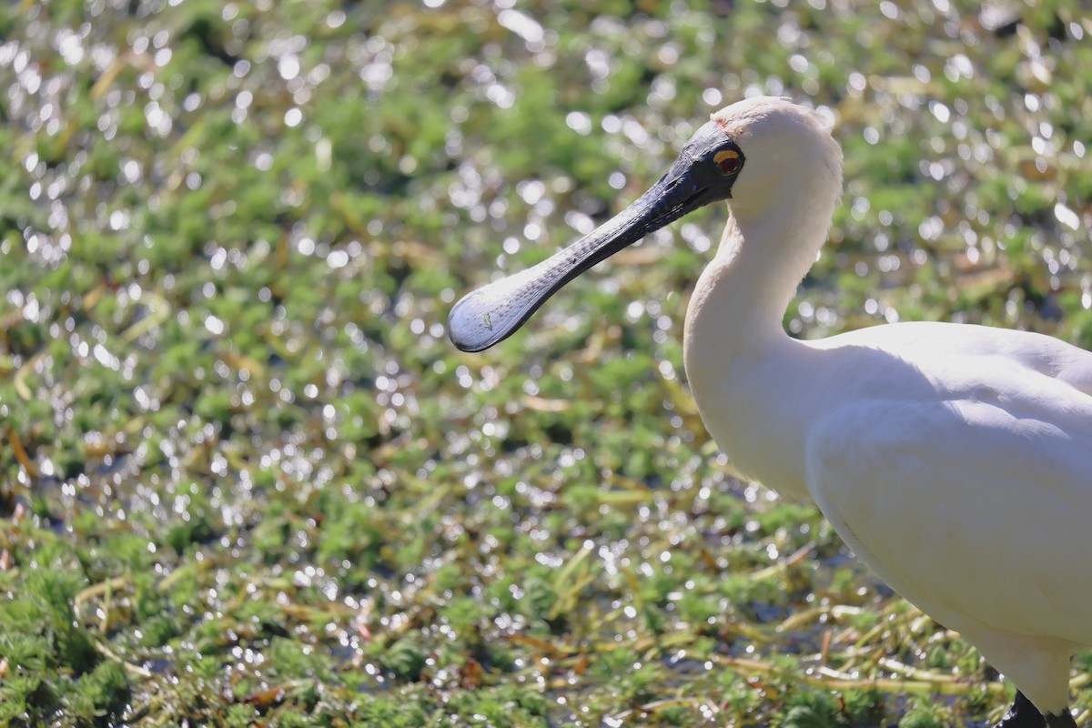 Royal Spoonbill - ML638531910