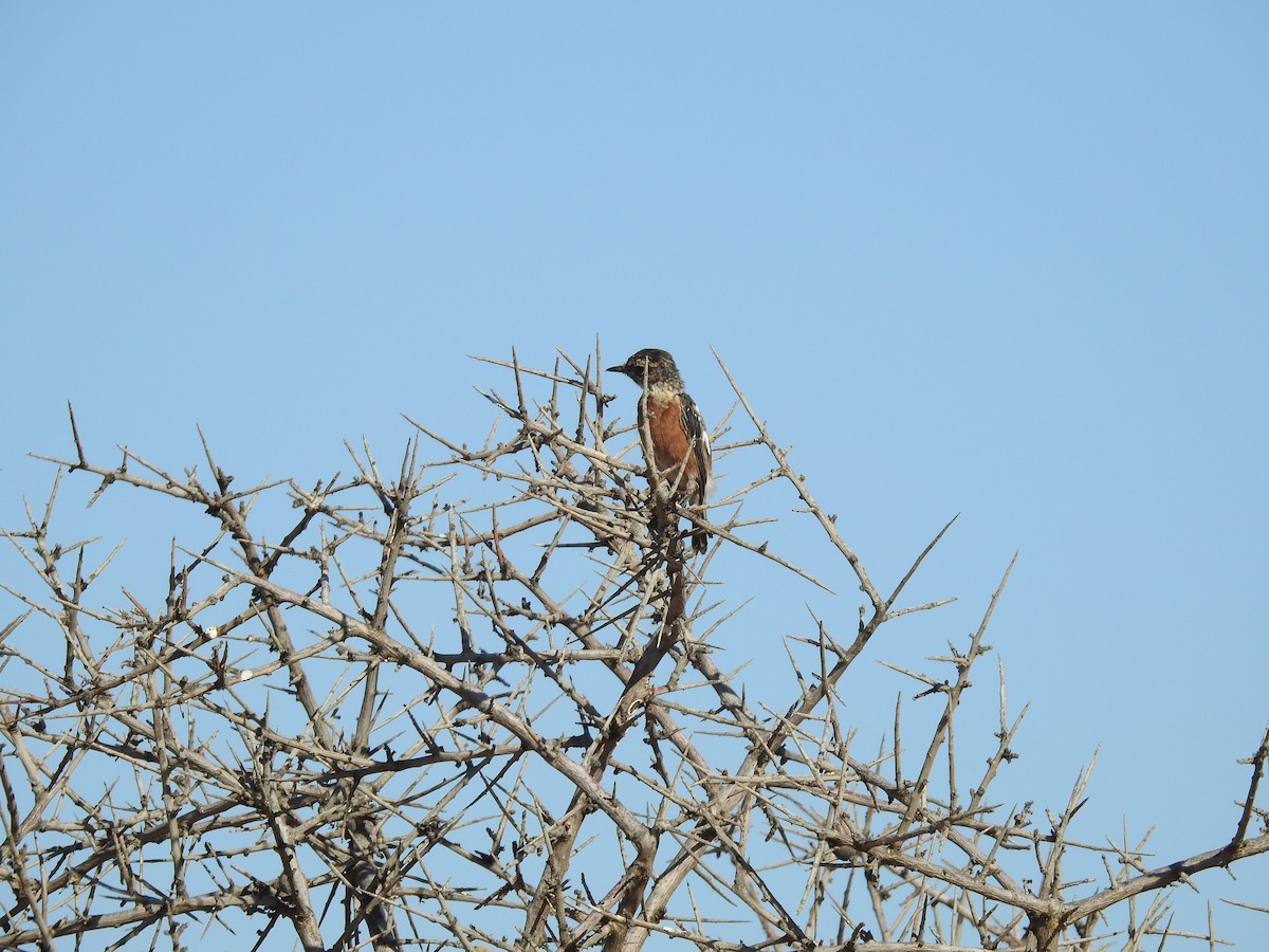 European Stonechat - ML638531923
