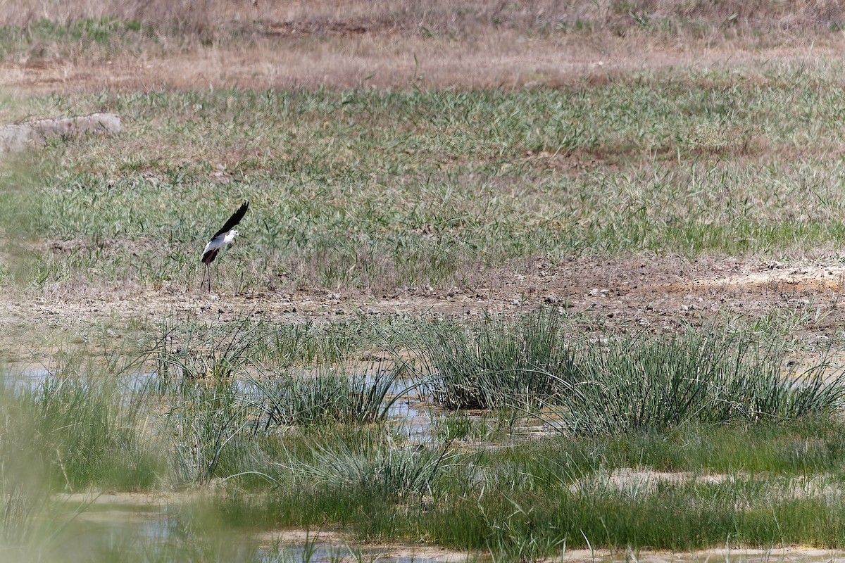 Pied Avocet - ML638531940