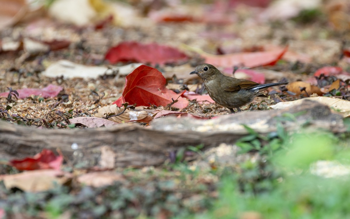 White-tailed Robin - ML638531949