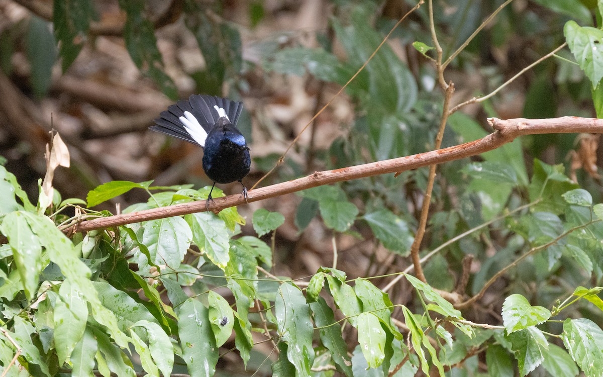 White-tailed Robin - ML638531950