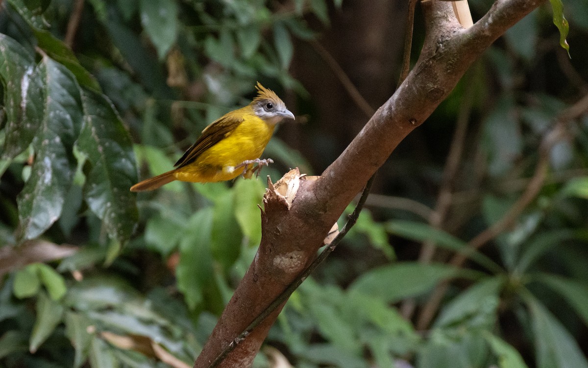 White-throated Bulbul - ML638531954