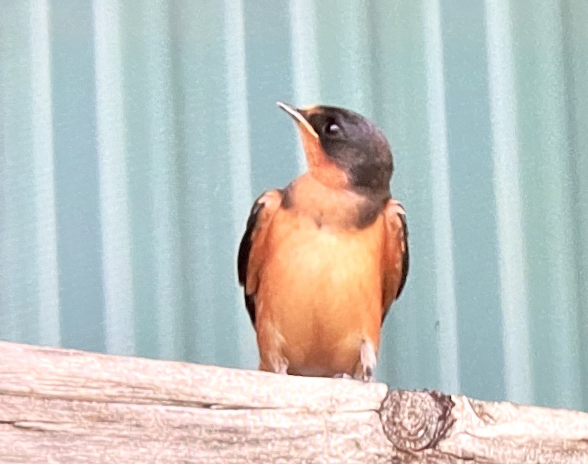 Barn Swallow - ML638531981