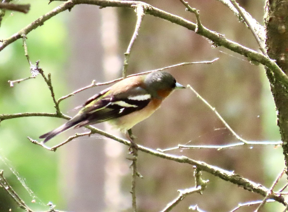 Common Chaffinch - ML638531985
