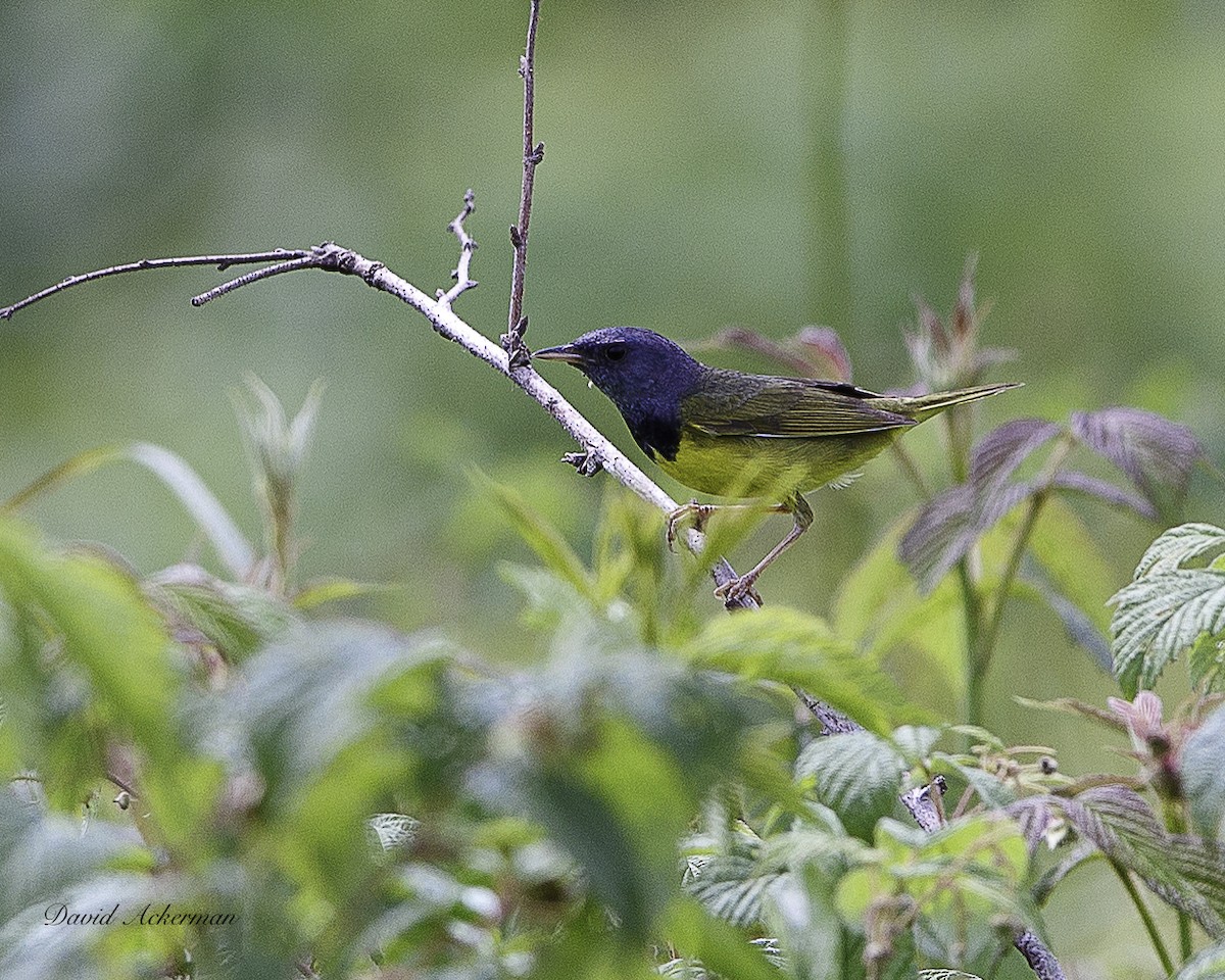 Mourning Warbler - ML638531993