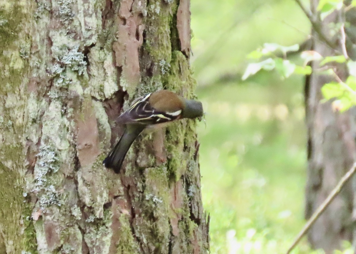Common Chaffinch - ML638531995
