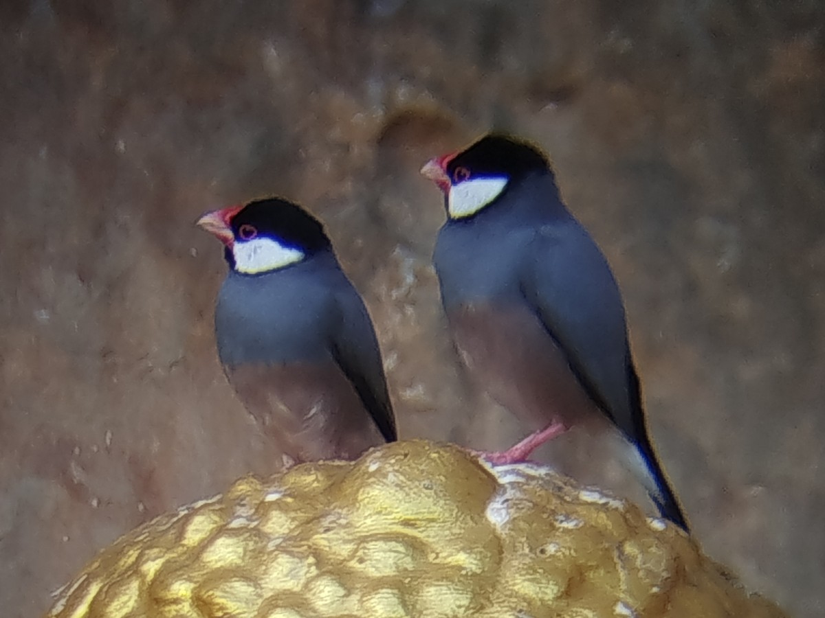 Java Sparrow - ML638531998