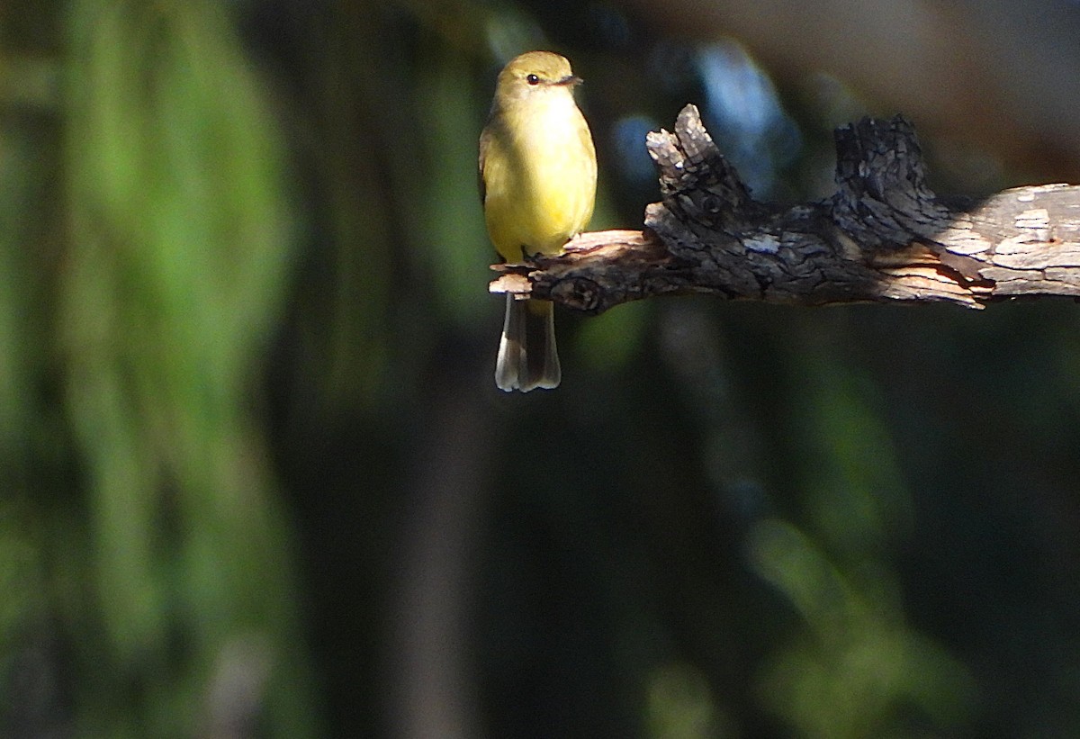 Lemon-bellied Flyrobin - ML638531999