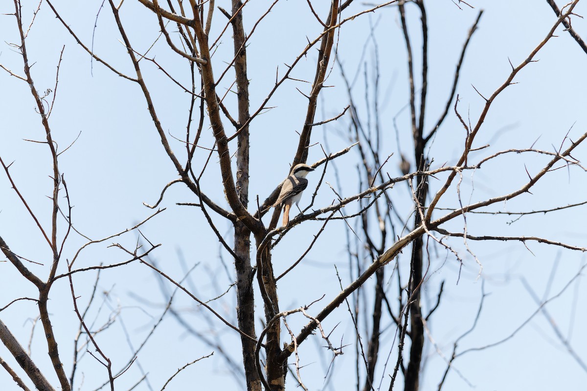 Red-tailed/Isabelline Shrike - ML638532003